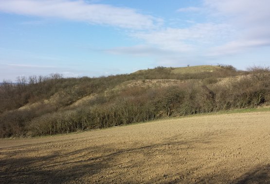 Exkursion "Das Land um Laa"